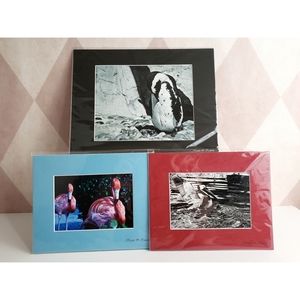 Bird Photography Prints